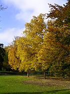 Parc Monceau (Paris) - Noyers d'Amrique, htre pourpre