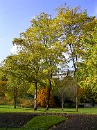 Parc Monceau (Paris) - Robiniers