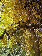 Parc Monceau (Paris) - Htre tortillard