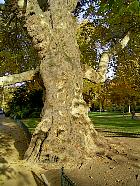Parc Monceau (Paris) - Platane plus que centenaire