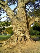 Parc Monceau (Paris) - Platane plus que centenaire