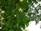 Negros nord - Wrightia Pubescens