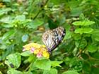 Negros nord - Papillon sur Lantana camara