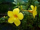 Negros nord - Allamanda cathartica, trompette d'or