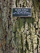 Brooklyn Garden - Nyssa sylvatica