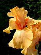 iris - 