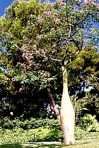 Palma - Ceiba speciosa
