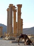 Palmyre - 