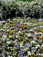 Rhododendrons hybrides au Parc Floral (Paris)  - 