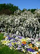 Rhododendrons hybrides au Parc Floral (Paris)  - 