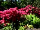 Rhododendrons hybrides au Parc Floral (Paris)  - 
