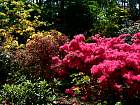 Rhododendrons hybrides au Parc Floral (Paris)  - 