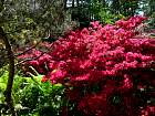 Rhododendrons hybrides au Parc Floral (Paris)  - 