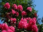 Rhododendrons hybrides au Parc Floral (Paris)  - 