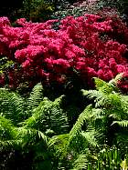 Rhododendrons hybrides au Parc Floral (Paris)  - 