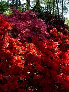 Rhododendrons hybrides au Parc Floral (Paris)  - 