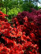 Rhododendrons hybrides au Parc Floral (Paris)  - 