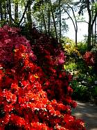 Rhododendrons hybrides au Parc Floral (Paris)  - 