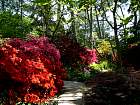 Rhododendrons hybrides au Parc Floral (Paris)  - 