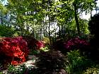 Rhododendrons hybrides au Parc Floral (Paris)  - 