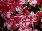 Rhododendrons hybrides au Parc Floral (Paris)  - 