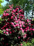 Rhododendrons hybrides au Parc Floral (Paris)  - 