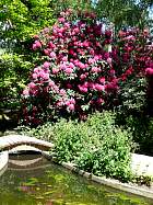 Rhododendrons hybrides au Parc Floral (Paris)  - 