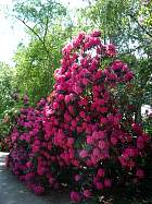 Rhododendrons hybrides au Parc Floral (Paris)  - 