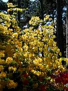 Rhododendrons hybrides au Parc Floral (Paris)  - 