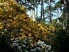 Rhododendrons hybrides au Parc Floral (Paris)  - 