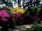 Rhododendrons hybrides au Parc Floral (Paris)  - 