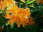 Rhododendrons hybrides au Parc Floral (Paris)  - 