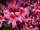 Rhododendrons hybrides au Parc Floral (Paris)  - 