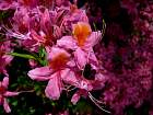 Rhododendrons hybrides au Parc Floral (Paris)  - 