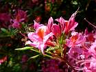 Rhododendrons hybrides au Parc Floral (Paris)  - 