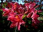 Rhododendrons hybrides au Parc Floral (Paris)  - 