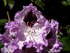 Rhododendrons hybrides au Parc Floral (Paris)  - 