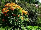 Rhododendrons hybrides au Parc Floral (Paris)  - 