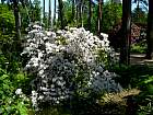 Rhododendrons hybrides au Parc Floral (Paris)  - 