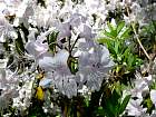 Rhododendrons hybrides au Parc Floral (Paris)  - 