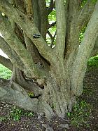 Brooklyn Garden - Parrotier