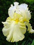 iris - Perfect-interlude