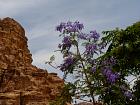 Petra 2 - Jacaranda