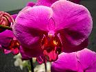 Manille - OrchidÃ©e Phalaenopsis