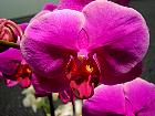 Manille - Orchide Phalaenopsis