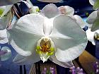 Manille - Phalaenopsis aphrodite