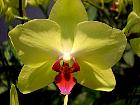Manille - OrchidÃ©e Phalaenopsis