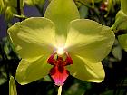 Manille - Orchide Phalaenopsis