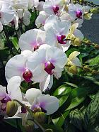 Manille - Phalaenopsis aphrodite