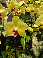 Manille - OrchidÃ©es Phalaenopsis